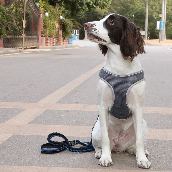 Durable Dog Harness: Stylish, Secure, and Comfortable! - Bark Adventure Shop