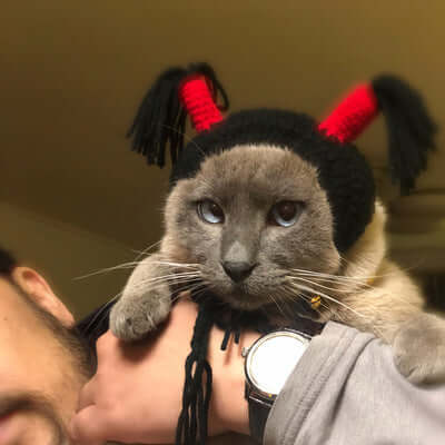 Cat wearing a Nezha headband with red tassels, held by a person for Halloween fun and cute photo ops.